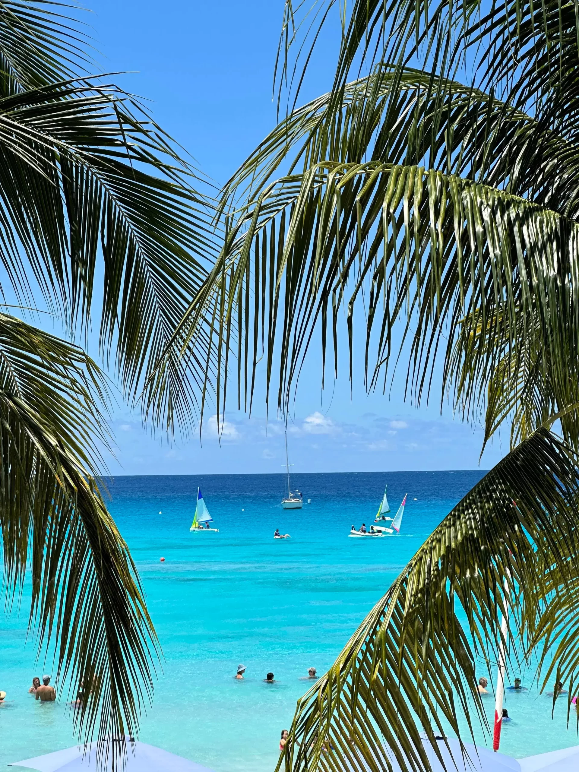 Palm-lined beach on the West Coast of Barbados